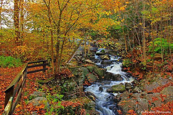 Autumn Forest Waterfall