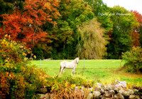 Bawlicks Farm at Diamond Acres in Fall