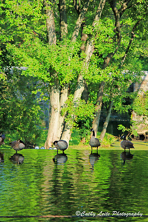 Geese on the Waterfall