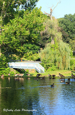 Kissing Bridge at the Duck Pond - Vertical 2