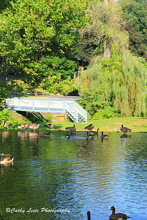 Kissing Bridge at the Duck Pond - Vertical