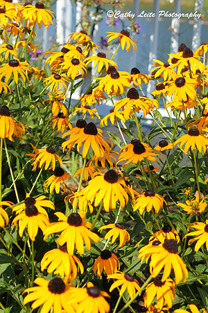 Black-Eyed Susans - Vertical