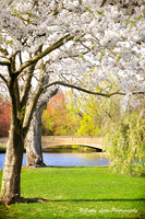 Spring Blossoms at the Duck Pond