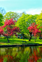 Springtime Reflections - Vertical