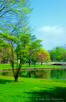 Springtime at Milford Duck Pond - Vertical