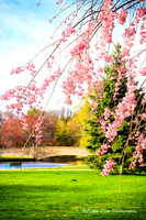 Blossom Dreams