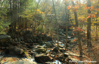 Autumn Sunlight