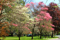 Vibrant Springtime