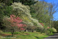A New England Spring 2