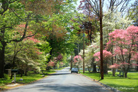 Sunlit Road