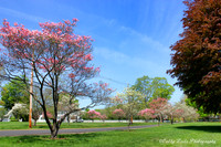 Sunlit Springtime