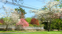 Dogwoods in Sunlight