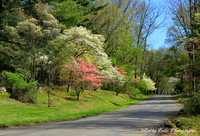 A Spring View