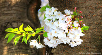 Blossoms on Tree Trunk