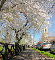 White Blossoms in Spring