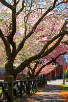 Cherry Blossom Walkway