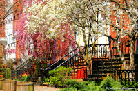 Blossom on a City Street