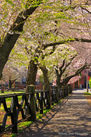 Cherry Blossom Walkway2