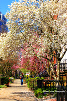 Blossoms on a City Street - Vertical