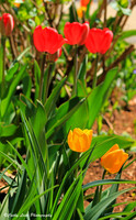 Red and Yellow Tulips