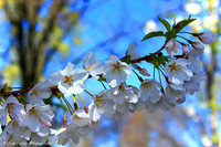 Cherry Blossoms Blue Background