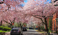 Cherry Blossom Filled Street