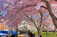 Cherry Blossom Canopy