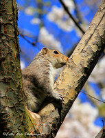 Wooster Square Squirrel