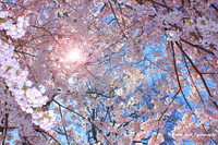 Blossoms in Sunlight