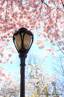 Spring Lamp Post