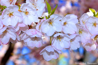 Pink Blossoms