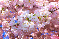 Plentiful Cherry Blossoms