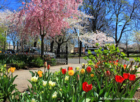 Tulips and Blossoms