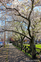 Cherry Blossom Walkway3