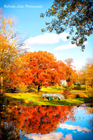 Autumn Duck Pond