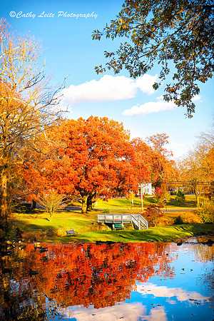 Autumn Duck Pond