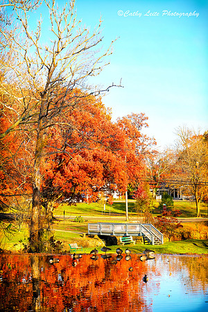 Autumn Duck Pond 2