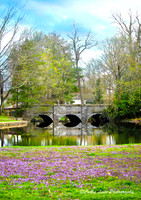 Early Spring at the Duck Pond
