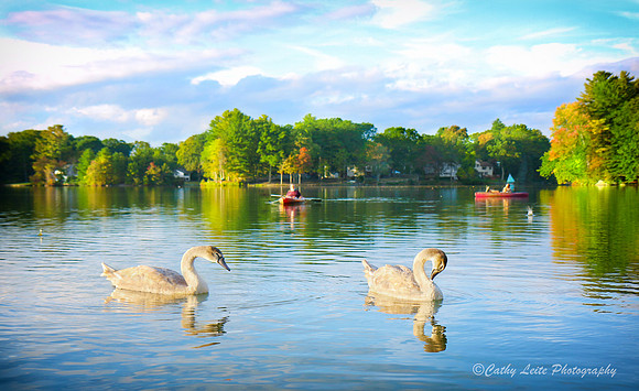 Two Juvenile Swans at Lake Forest
