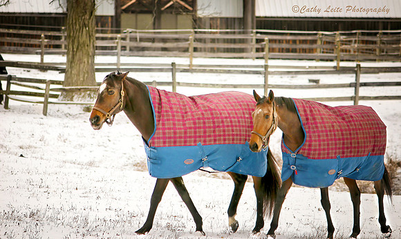 Horses in "Coats"