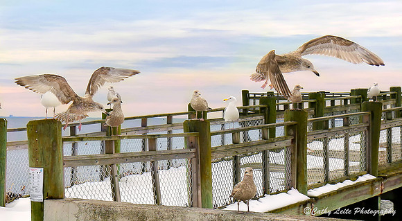 Seagulls at Gulf Beach