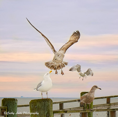 Seagulls at Gulf Beach 2