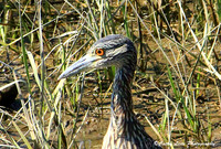 Yellow-Crowned Night Heron 2