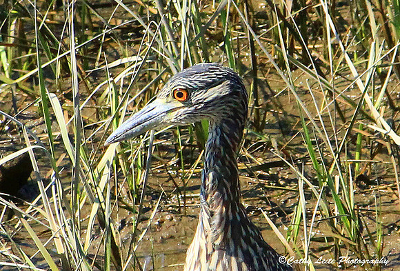 Yellow-Crowned Night Heron 2