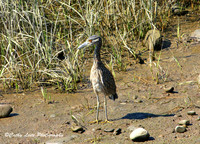 Yellow-Crowned Night Heron