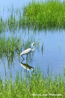Egret in the Marsh - Vertical
