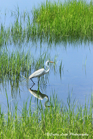 Egret in the Marsh - Vertical