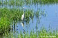Egret in the Marsh