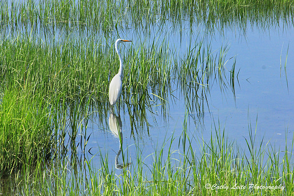 Egret in the Marsh