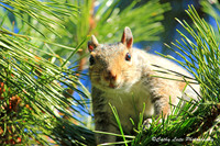 Squirrel in the Pines